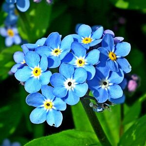 Fundraising Page: Susan K Robson